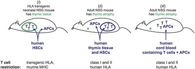 Modeling Human Antitumor Responses In Vivo Using Umbilical Cord Blood-Engrafted Mice